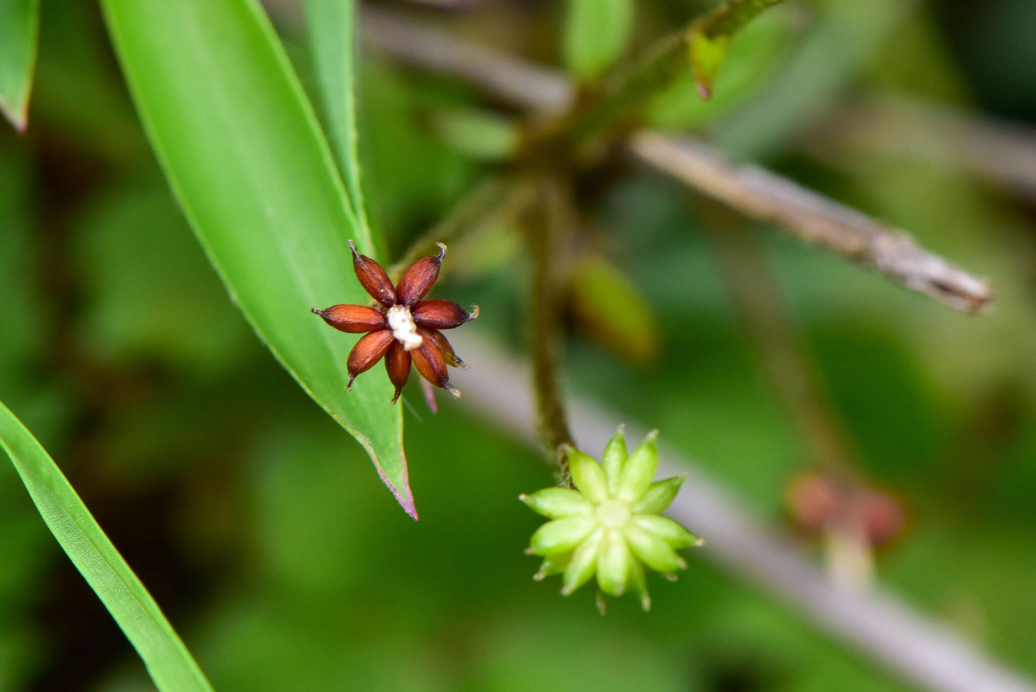 Image of Ranunculus taisanensis Hayata