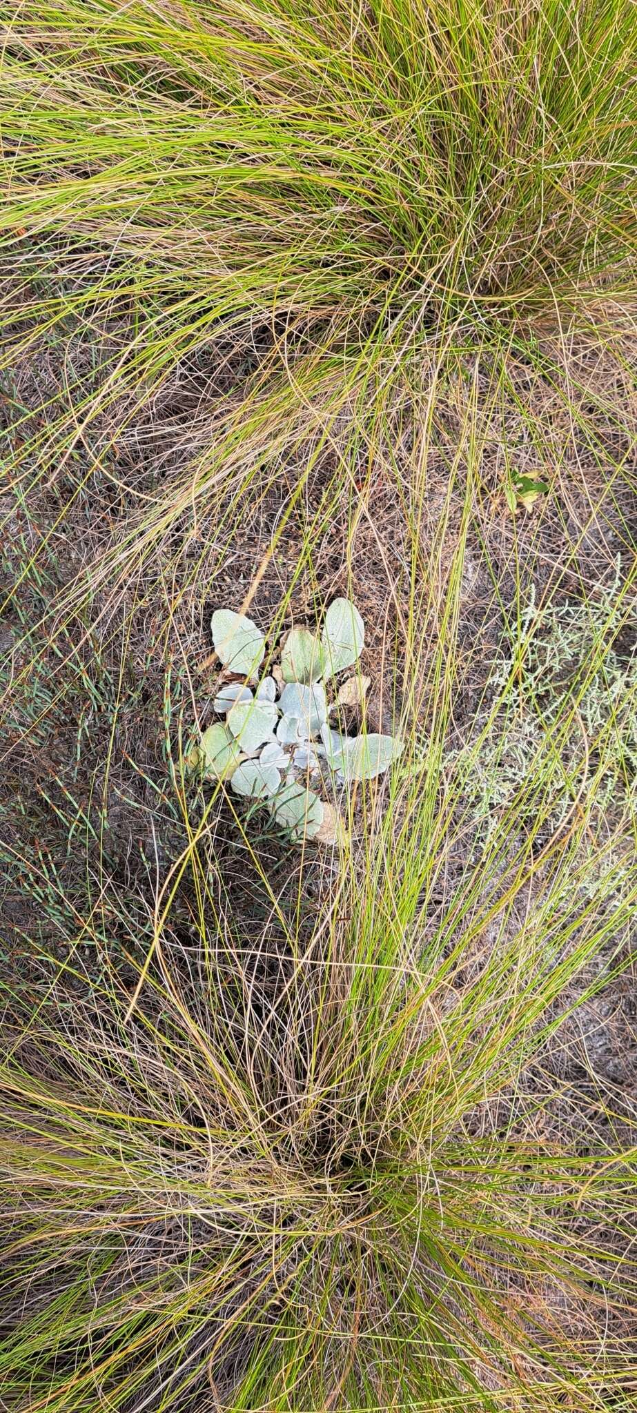 Image de Arctotis verbascifolia Harv.