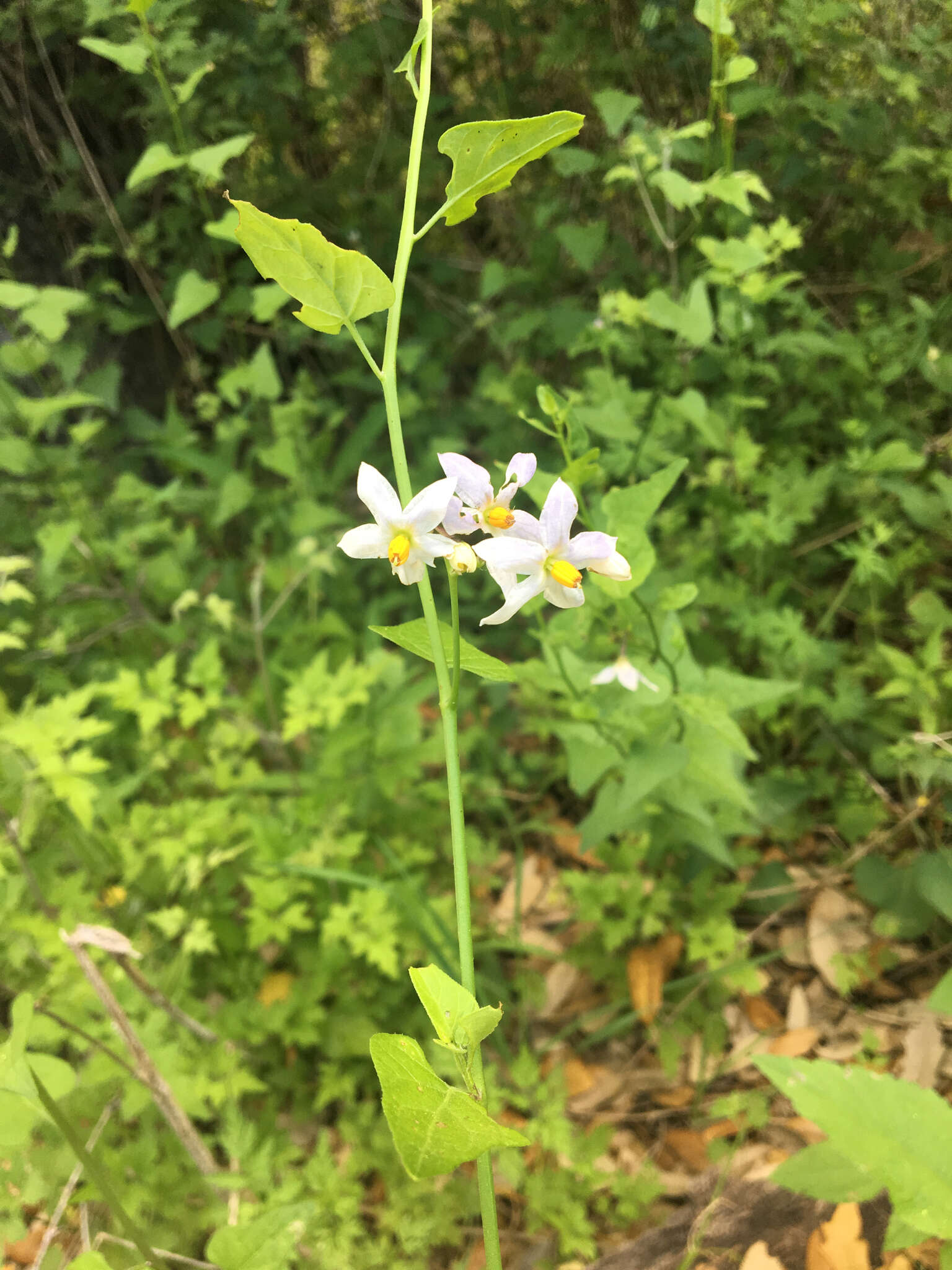 Image of Texas nightshade