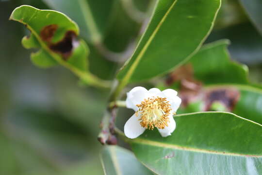 Image of Alexandrian Laurel