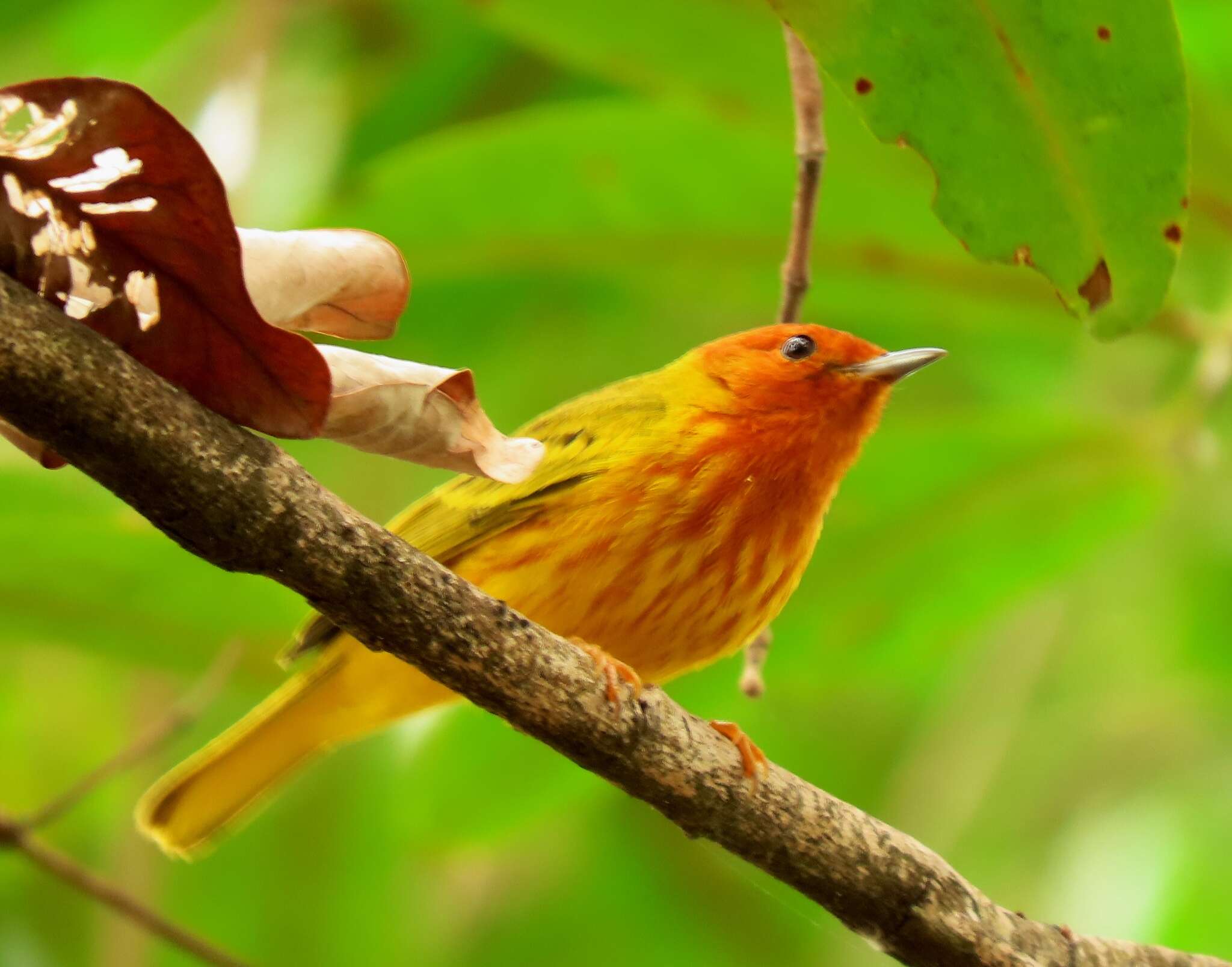 Image of Setophaga petechia aequatorialis (Sundevall 1869)