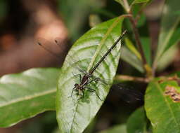 Image of Sydney flatwing