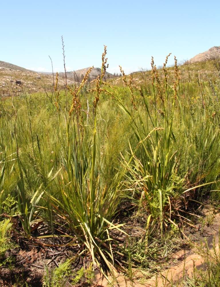 Plancia ëd Carpha glomerata Nees