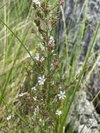 Image of Wand loosestrife