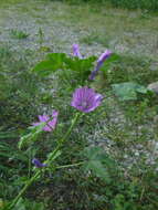 Image of <i>Malva <i>sylvestris</i></i> subsp. sylvestris