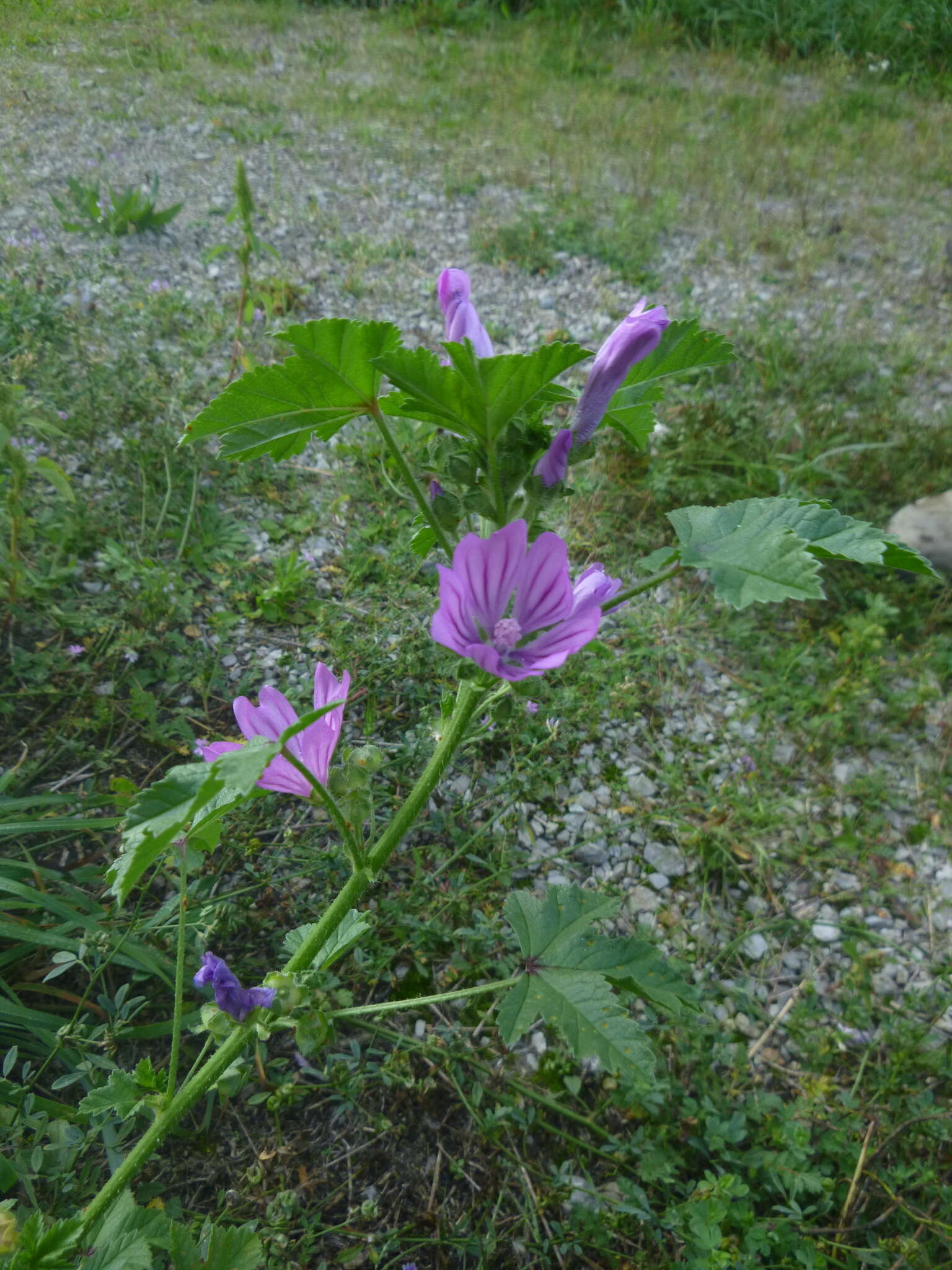 <i>Malva <i>sylvestris</i></i> subsp. sylvestris的圖片