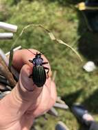 Carabus (Megodontus) exaratus Quensel ex Schönherr 1806 resmi