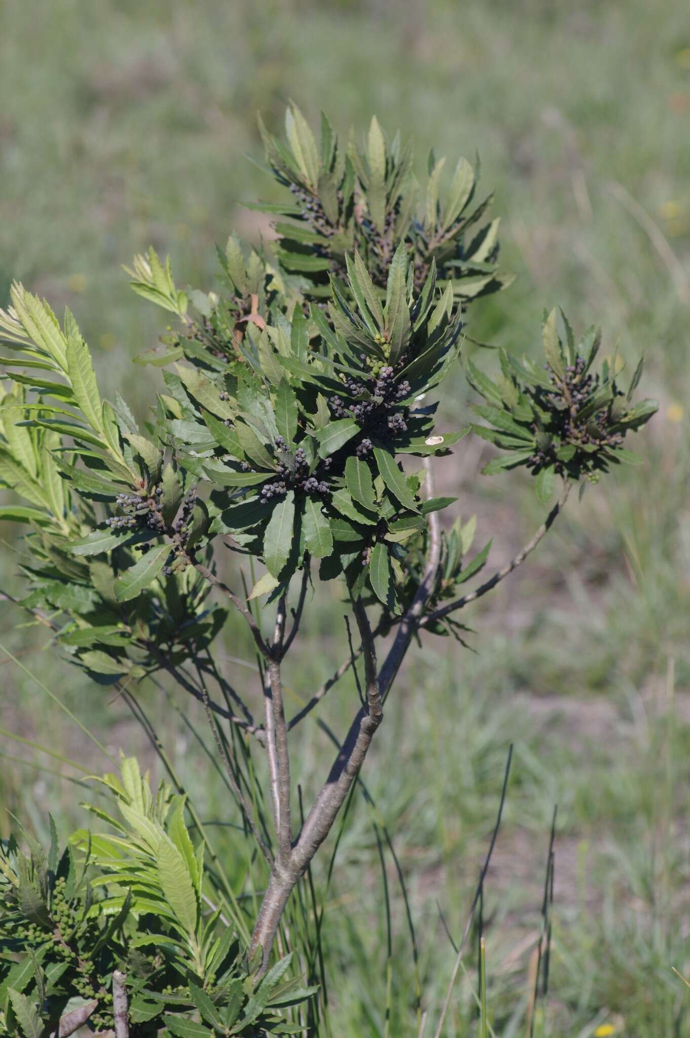 Image of Lance-leaved waxberry