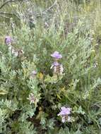 Image of Syncolostemon elliottii (Baker) D. F. Otieno