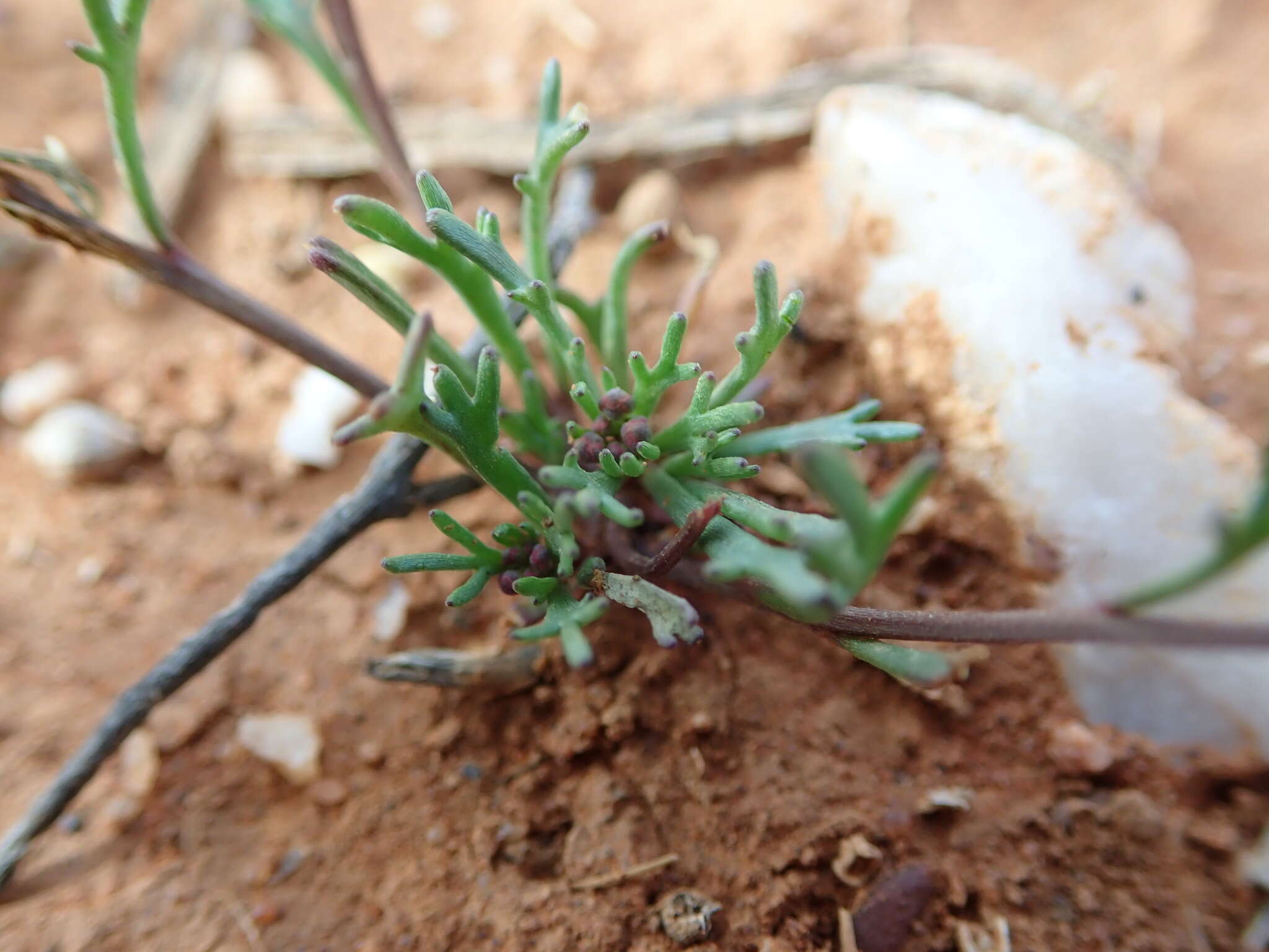 Image of Arabidella nasturtium (F. Muell.) E. A. Shaw