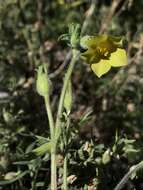 Image of fewflower Jacob's-ladder