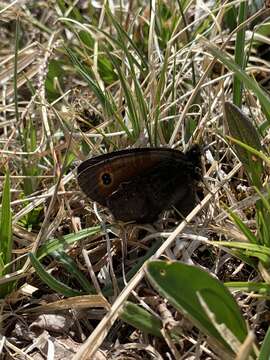 Imagem de Erebia rossii Curtis 1835