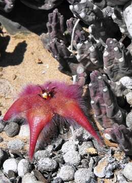 Image de Ceropegia pulvinata var. gariepensis (Pillans) Bruyns