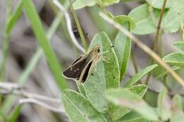 Image of Neamathla Skipper