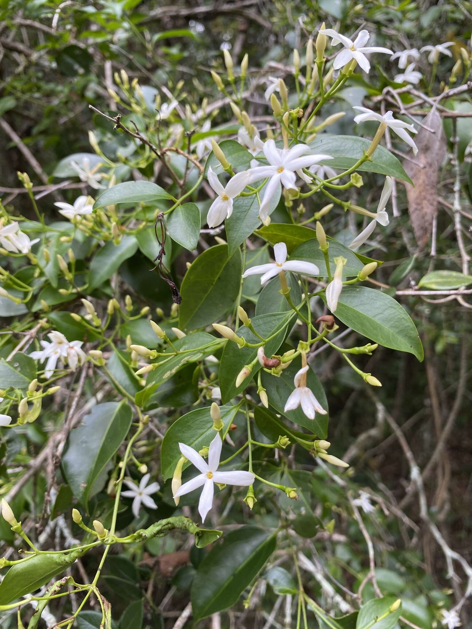 صورة Jasminum simplicifolium G. Forst.