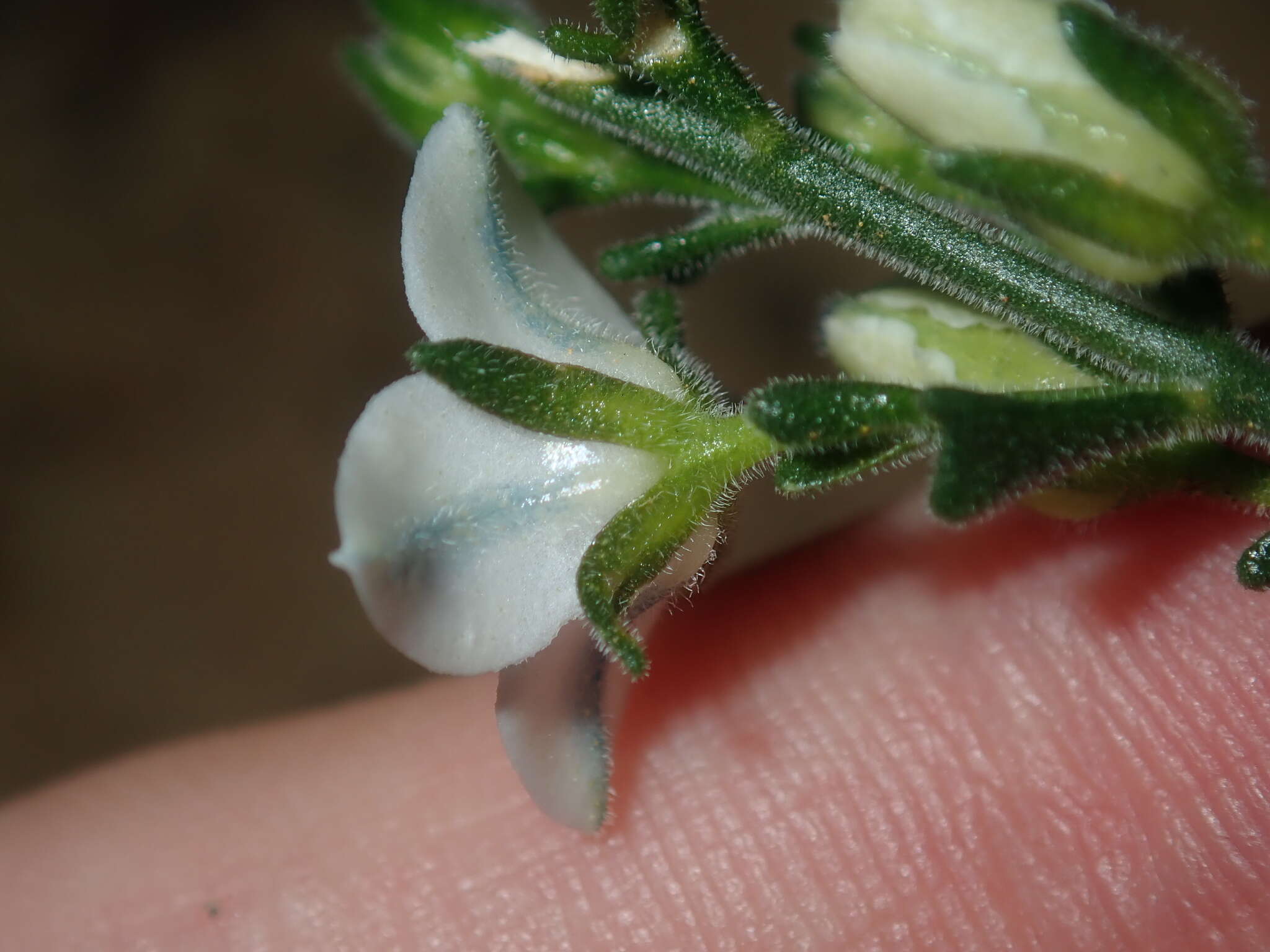 Cyanothamnus coerulescens subsp. spinescens (Benth.) Duretto & Heslewood的圖片