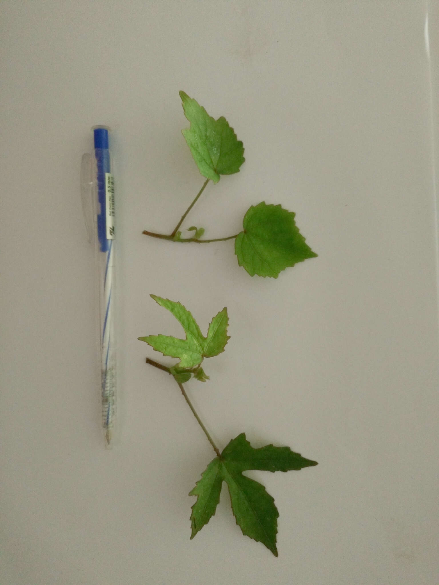 Image of Prickly hibiscus creeper