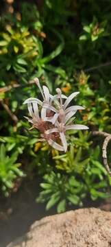 Image of Jasione foliosa Cav.