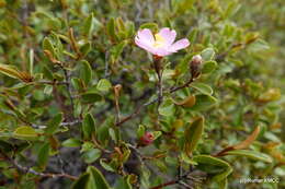 Image of Xerochlamys itremoensis Hong-Wa