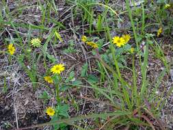 Image of Melampodium montanum Benth.