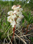 Image of largeflowered wintergreen