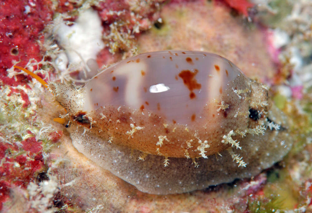 Image of Cowrie