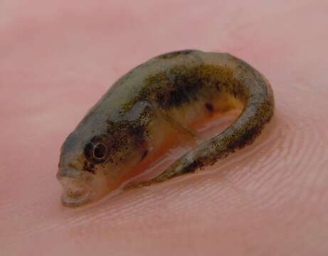 Image of Adriatic Dwarf Goby