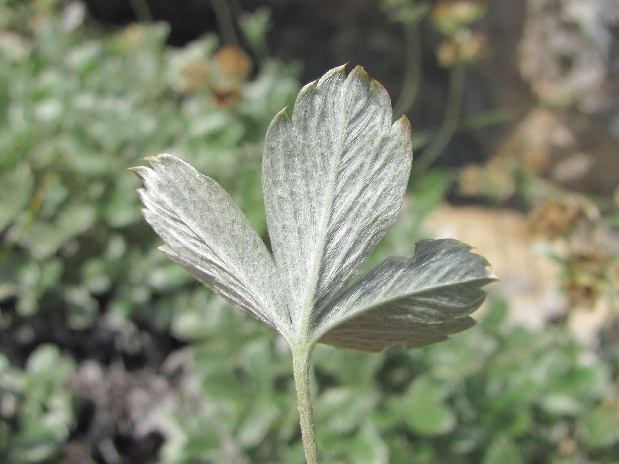 Слика од Potentilla oweriniana Rupr. ex Boiss.