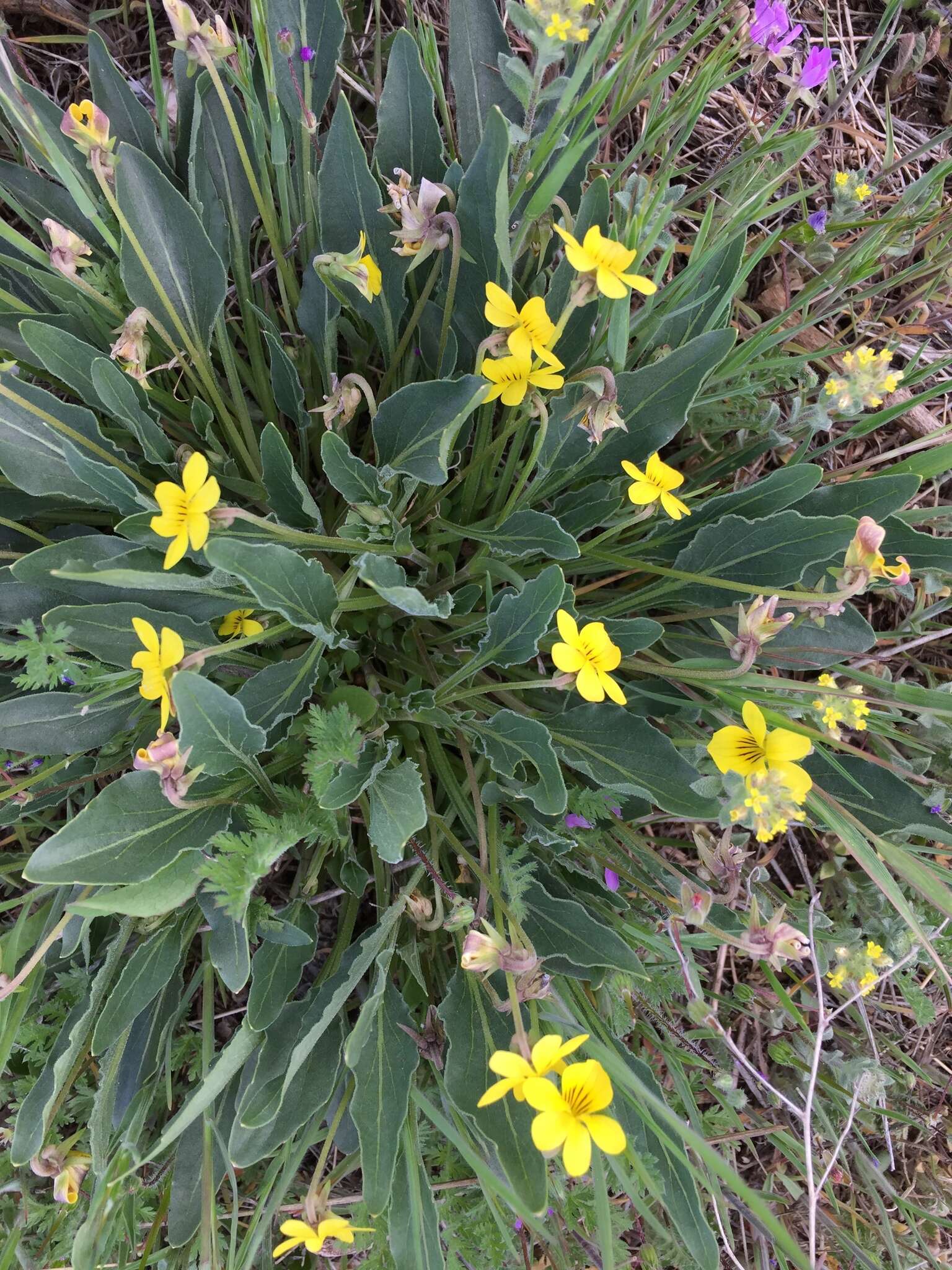 Image of Nuttall's violet