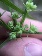 Image of Swamp Flat Sedge