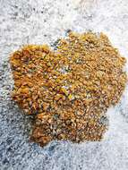 Image of orange lichen