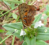 Image of Axiocerses tjoane tjoane