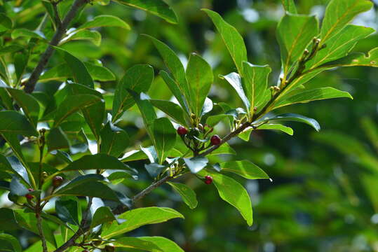 Image of Lindera erythrocarpa Makino