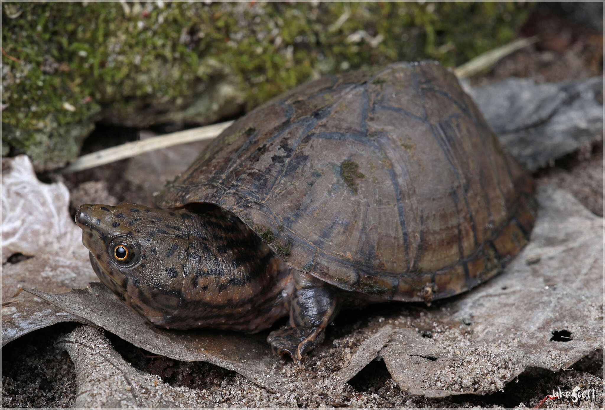 Image of Sternotherus intermedius (Scott, Glenn & Rissler 2017)