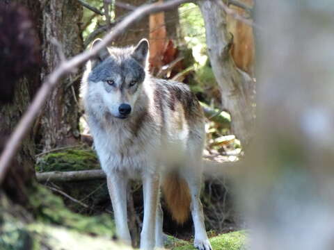 Canis lupus crassodon Hall 1932的圖片