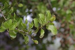 Image of Galápagos leatherleaf