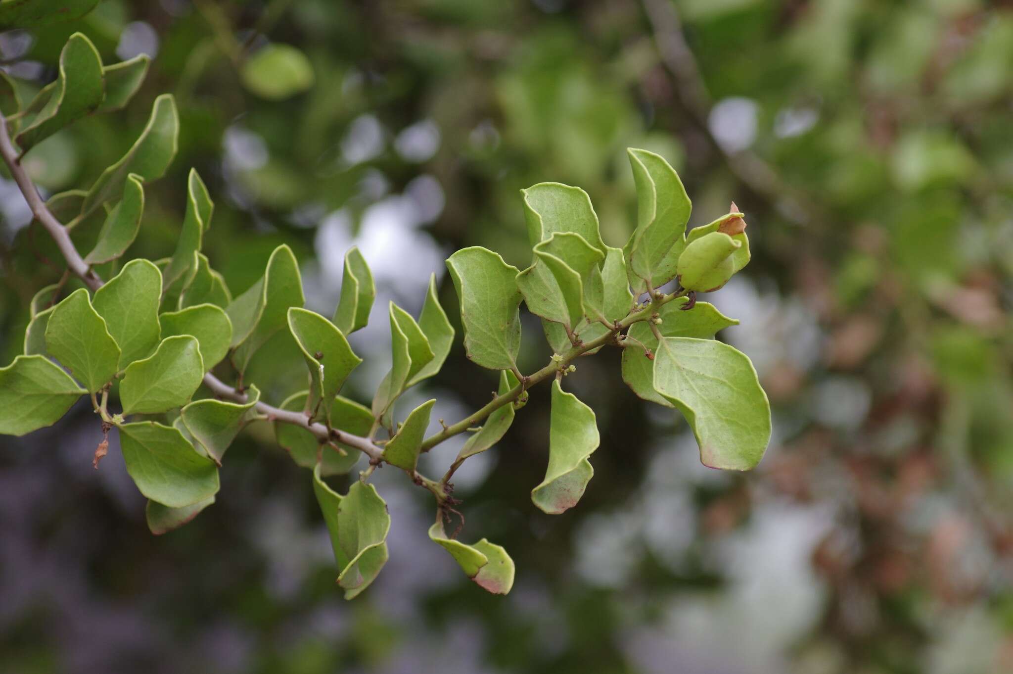 Image of Galápagos leatherleaf