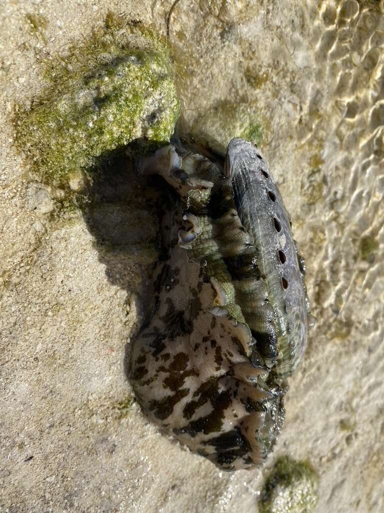 Image of Ass's ear abalone