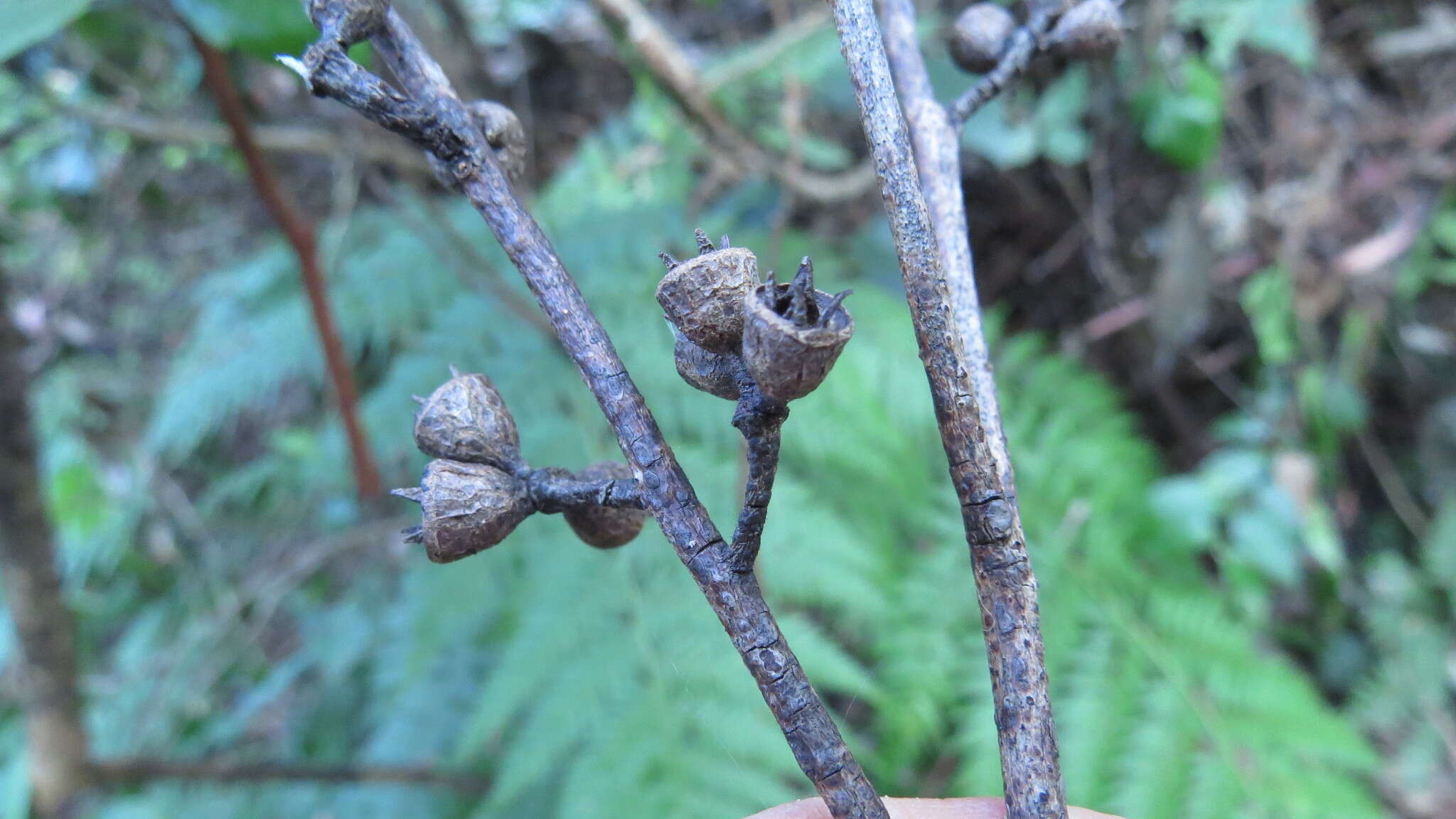 Image of Saligna Eucalyptus