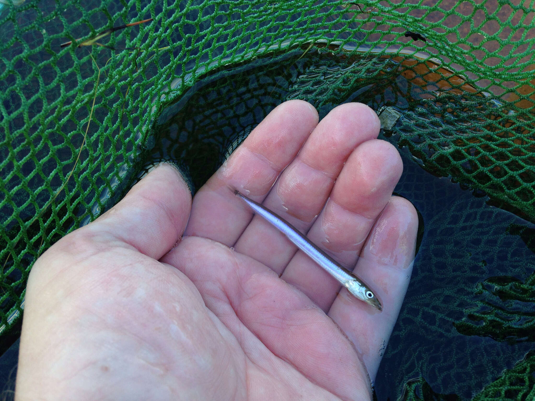 Image of American sand lance