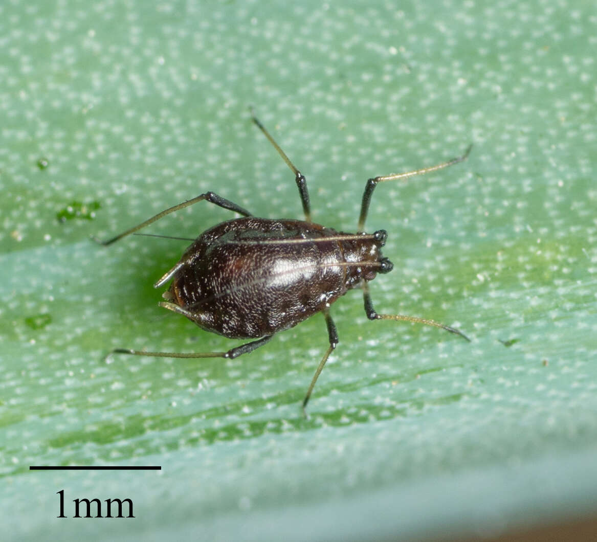 Image of Aphid