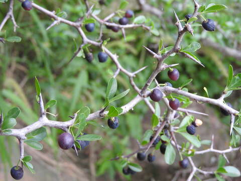 Plancia ëd Condalia buxifolia Reiss.