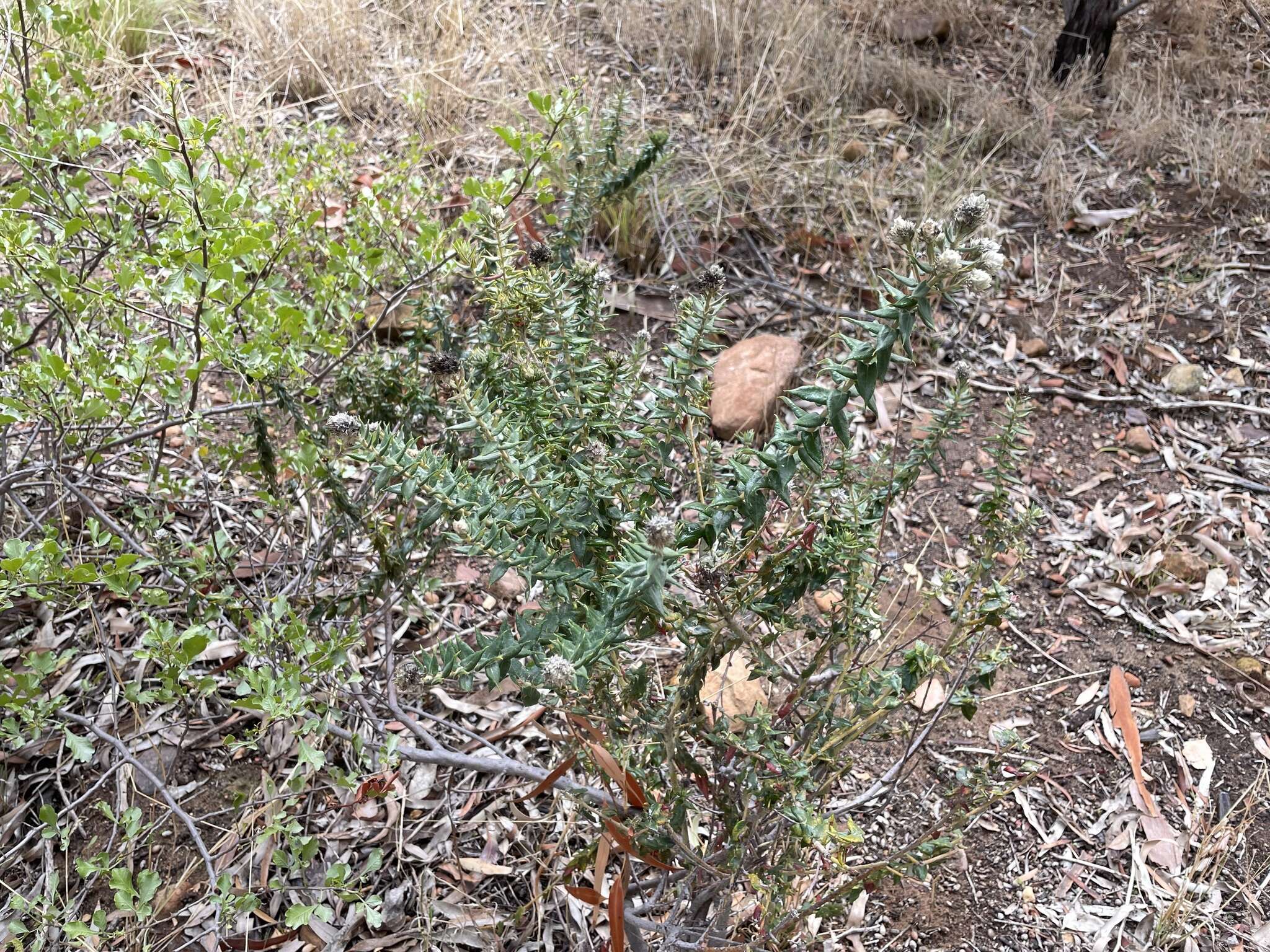 Imagem de Phylica spicata var. piquetbergensis Pillans