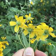 صورة Bahiopsis tomentosa (A. Gray) E. E. Schill. & Panero