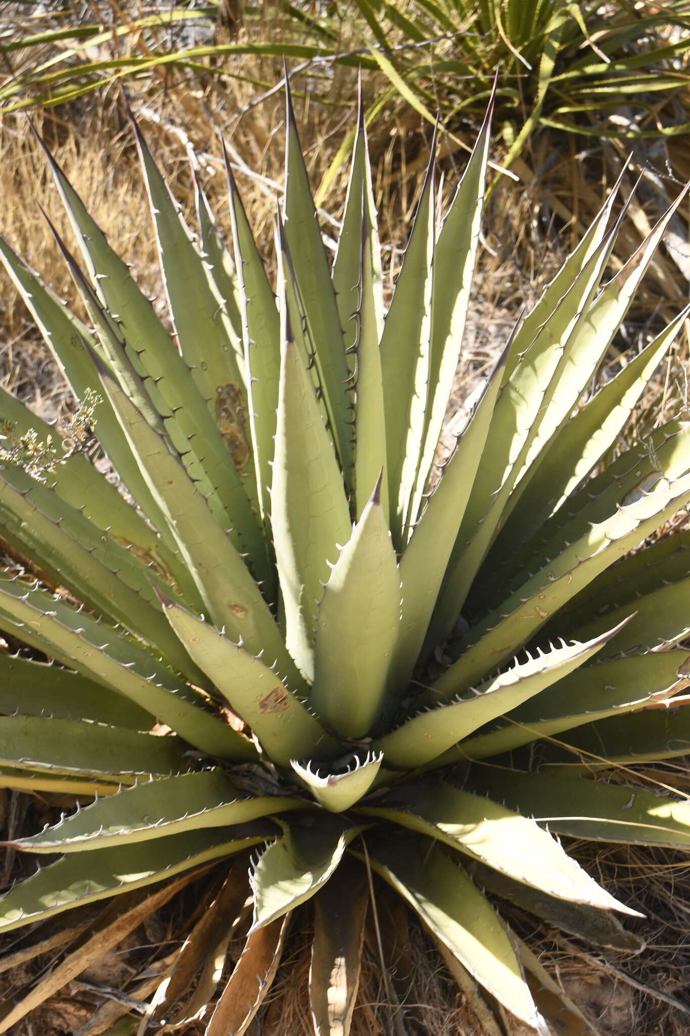 Image de Agave gracilipes Trel.