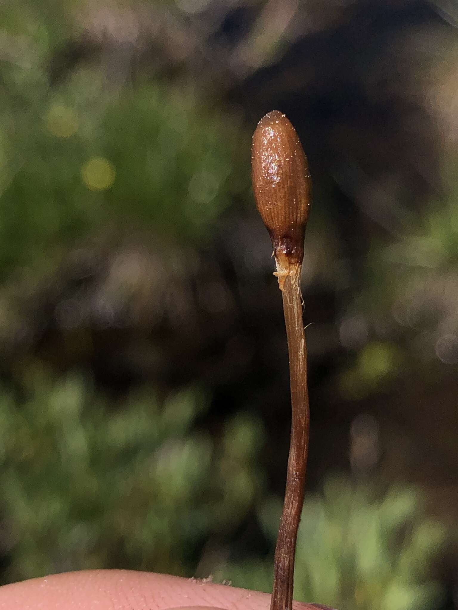 Image of Galeropsis polytrichoides (Zeller) Zeller 1943