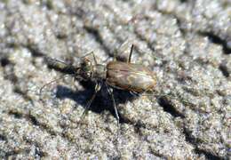 Image of Cicindela (Cicindelidia) trifasciata australis (Peña & Barria 1973)