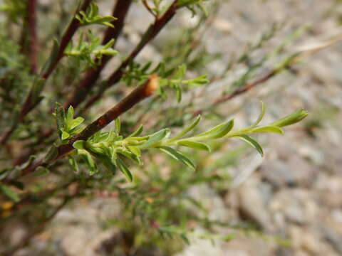 صورة Salix taxifolia Kunth