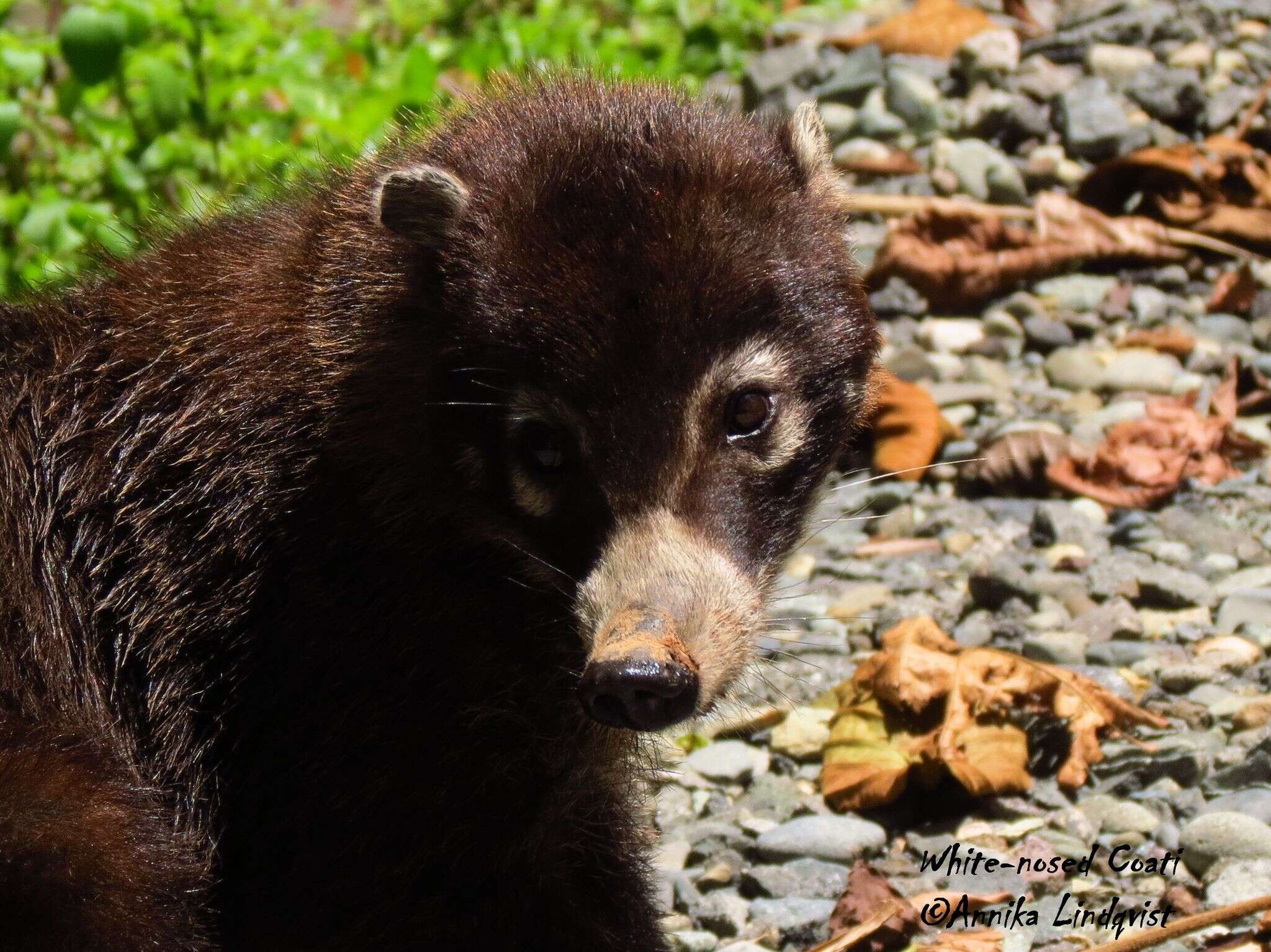 Image of Coati