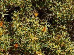 Image of Chuquiraga oppositifolia D. Don